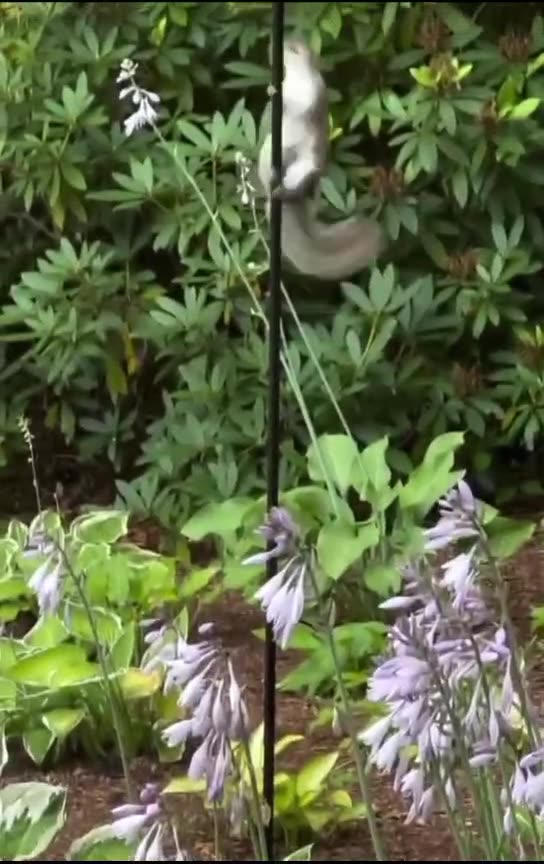 "Funniest Animal Moments Ever! 🦴😂"