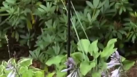 "Funniest Animal Moments Ever! 🦴😂"