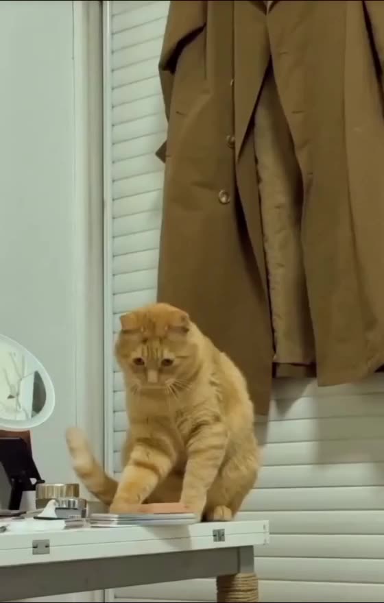 "Hyper Cat Chaos – Must Watch 😆"