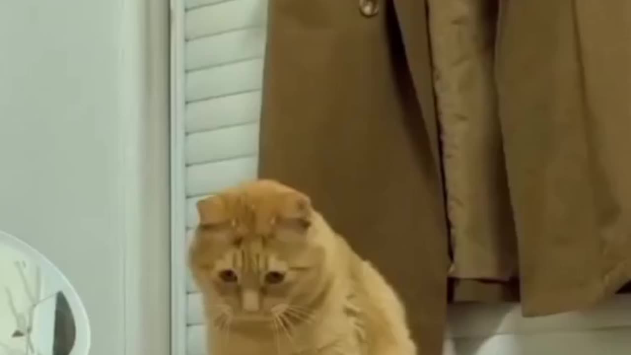 "Hyper Cat Chaos – Must Watch 😆"