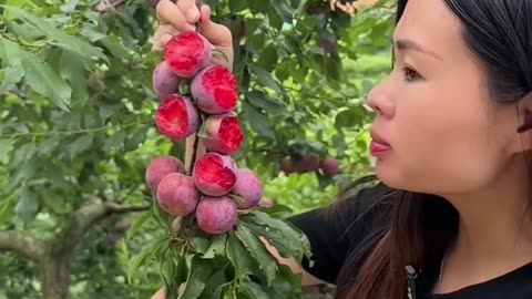 Wonderful-fruit-that-bring-relaxation-5-satisfying-nature-fruit-farming