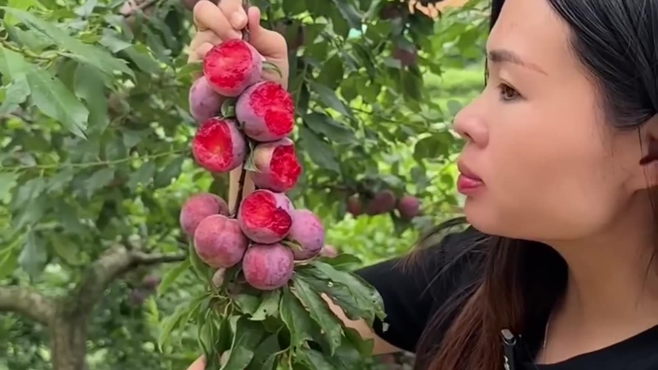 Wonderful-fruit-that-bring-relaxation-5-satisfying-nature-fruit-farming