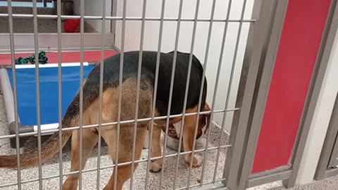 Romeo 1y A859363 kennel 186 PACC shelter pretty cool guy, he hung out near me quite a bit20250723650