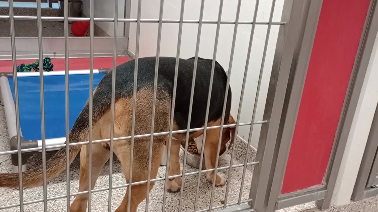 Romeo 1y A859363 kennel 186 PACC shelter pretty cool guy, he hung out near me quite a bit20250723650