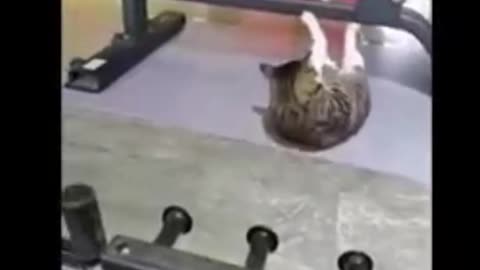 Funny and cute Cat and Dog - Funny animal videos