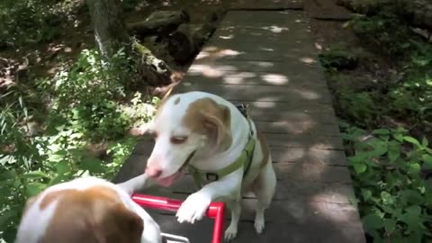 Dogs' Epic Shopping Cart Voyage: Funny Dogs Maymo & Penny