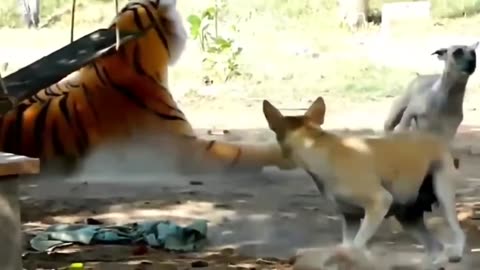 Unlimited Lion Vs Dog's comedy Videos 🤣 so cute videos 😍 funny videos 🤣