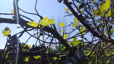 Noon Sounds in the Flemish Tasty Forest 2025-04-27 11:52 AM with Volume Boost