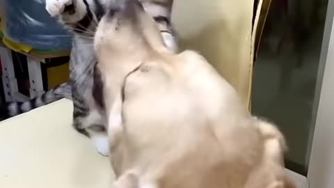 Dog and cat fights