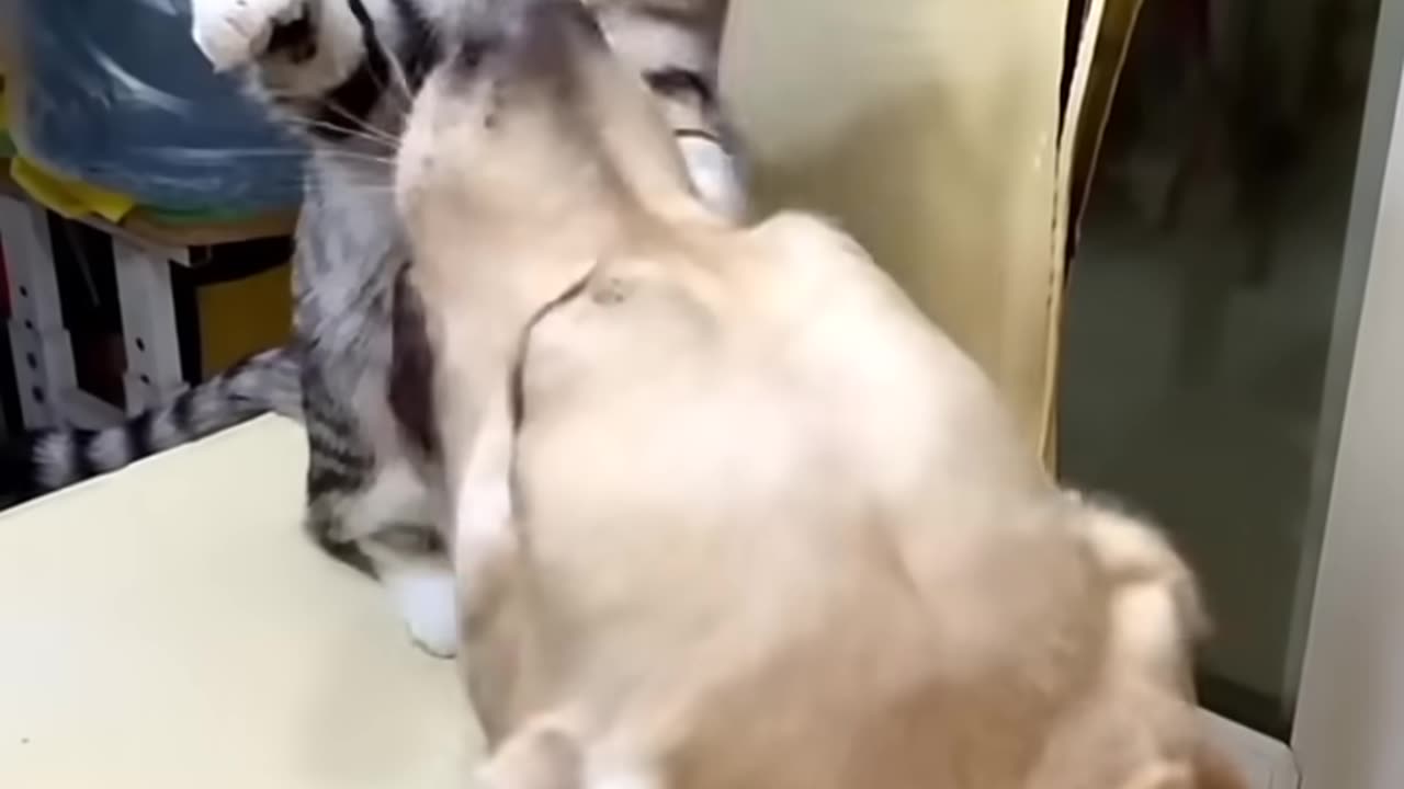 Dog and cat fights