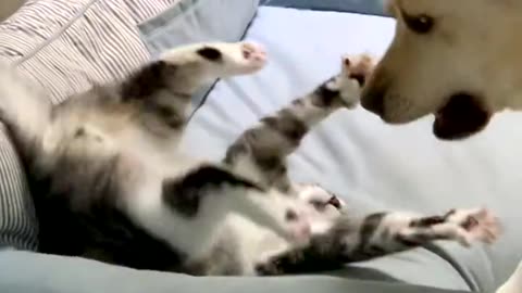 “Cats & Dogs Daily Life Compilation – Pure Joy in Every Minute! 🐶🐱❤️”