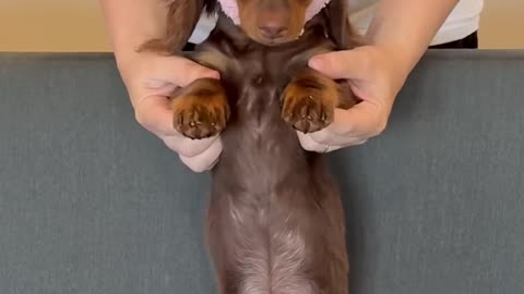 PUPPY AI SCREAM #minidachshund #dachshund #puppy #dance #dachshundpuppy #cutedog #funnydog #dog