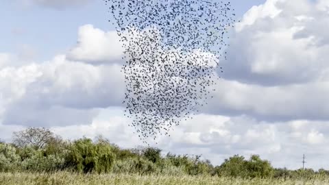 Starling Murmuration Over Autumn River