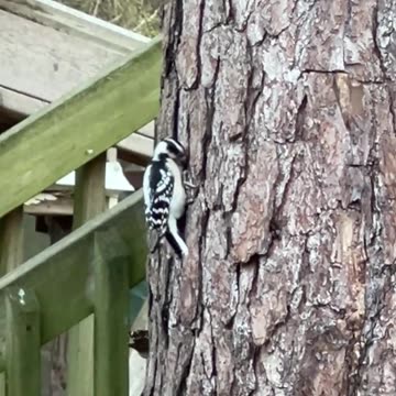 Downy Woodpecker entertaining us