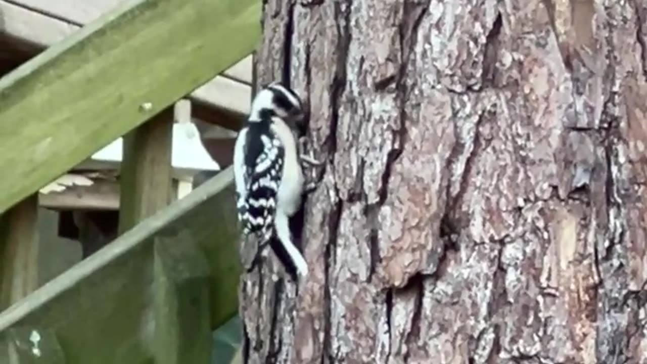 Downy Woodpecker entertaining us