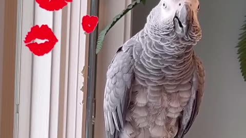 parrot says big big kiss iloveyou ❤️