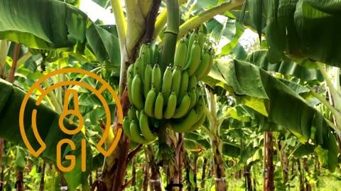5 Fruits You Should Be Eating & 5 You Shouldn’t If You Are Diabetic