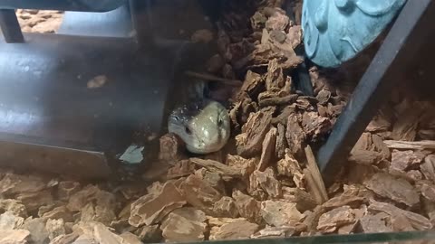 Cheyenne Mountain Zoo Part 28