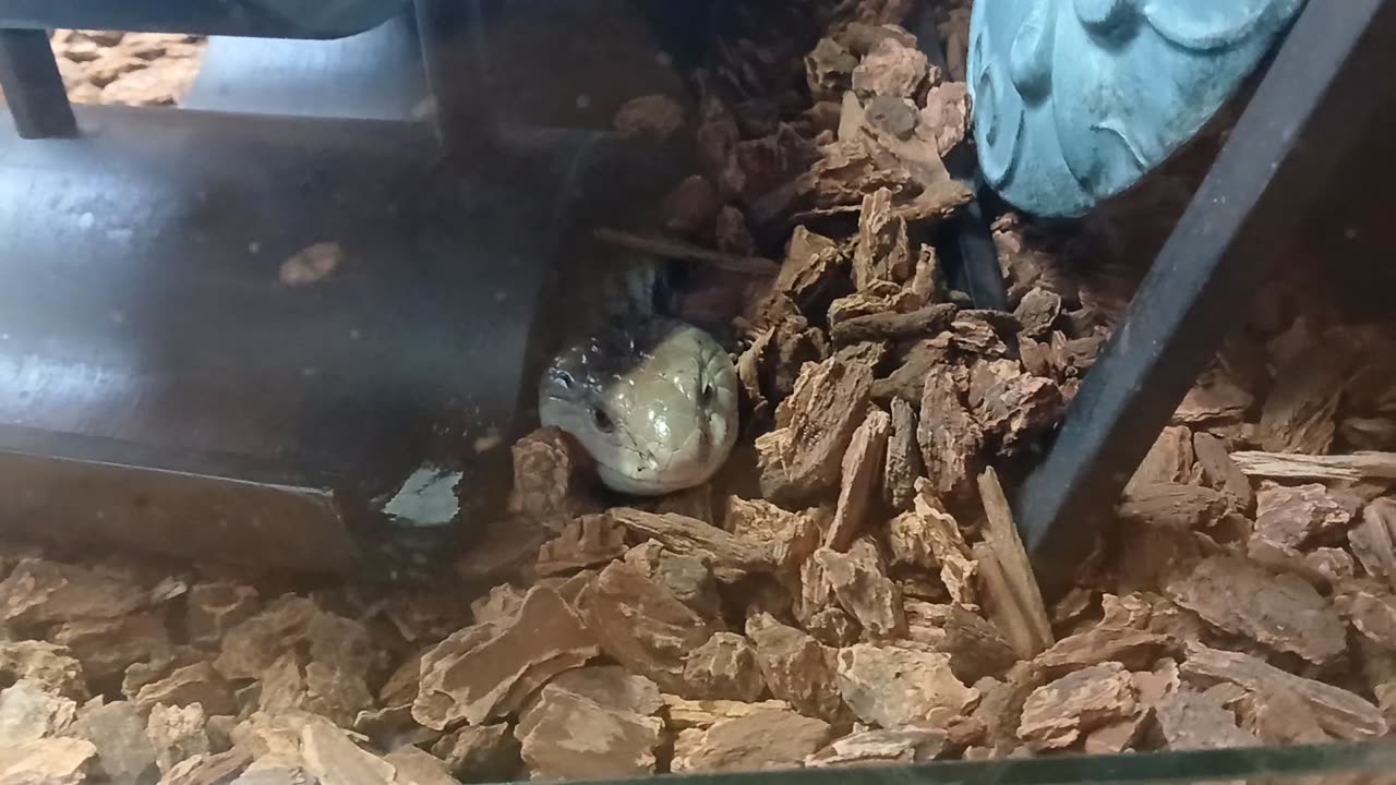 Cheyenne Mountain Zoo Part 28