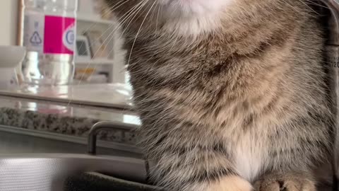 If you are watching this video, know that God has made you the guardian angel of a hungry cat💝