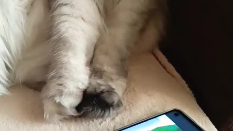 Cat Can’t Believe the Bird is Just on the Screen!