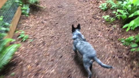 first day at the dog park 3
