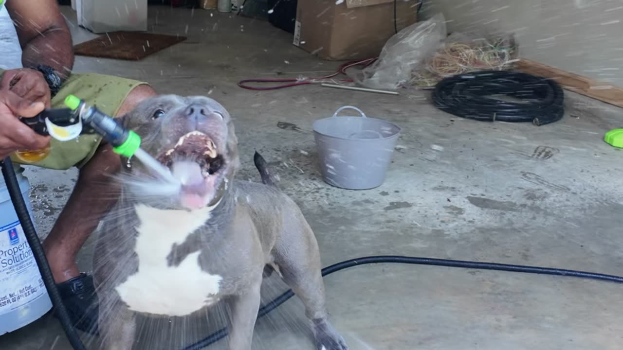 Blue playing with the water