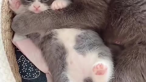 **"Mother Cat's Endless Love 🐱❤️ | Watch How She Cares for Her Kittens Every Moment!"**