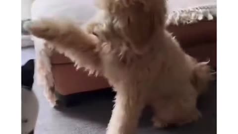 Funny dog videos 2025 | try not to laugh, impossible 🤣🤣 #funnydog