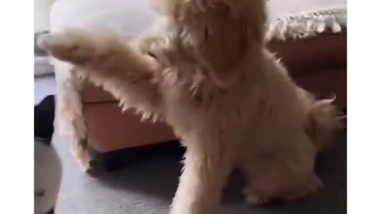Funny dog videos 2025 | try not to laugh, impossible 🤣🤣 #funnydog
