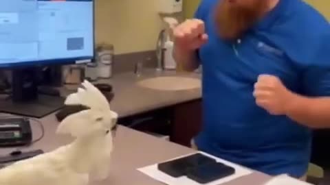 funny animals