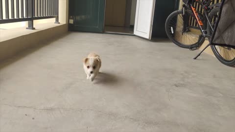 Du du du du du du du du du du du
