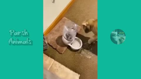 Funny animals - funny cats /dog - funny animal videos best videos