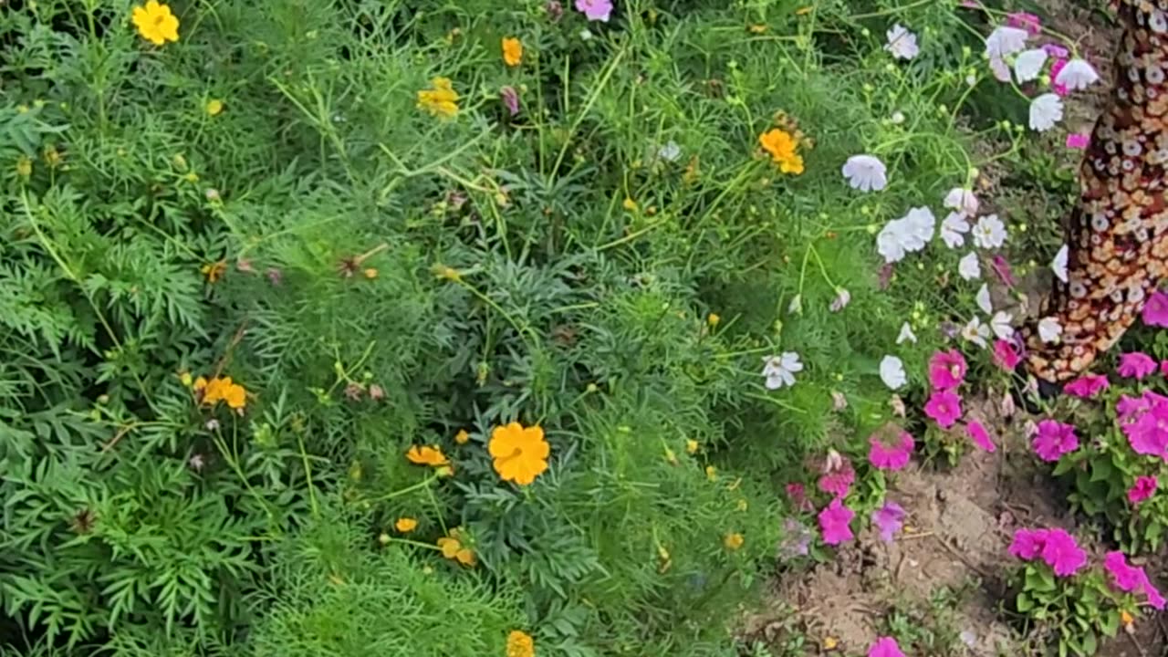 Deadheading Wildflowers