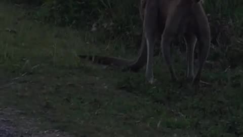 Kangaroo diaries only in Australia 🇦🇺