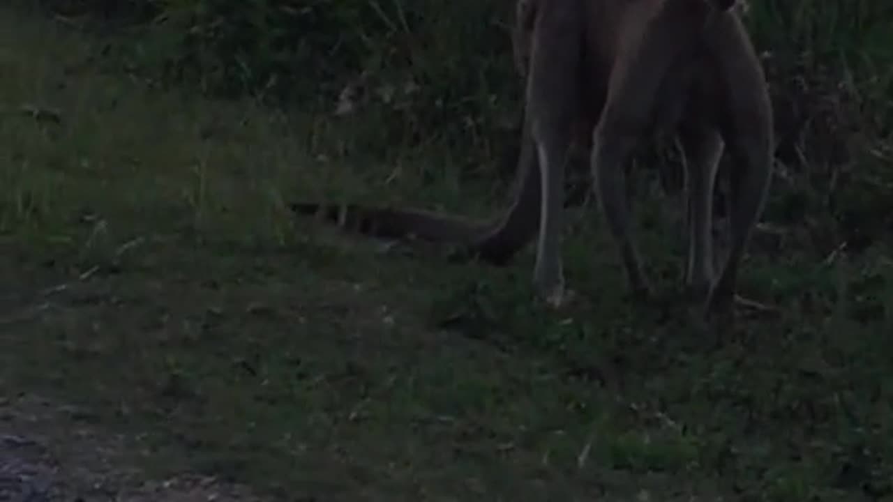 Kangaroo diaries only in Australia 🇦🇺