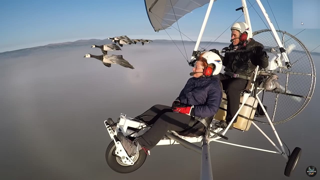 One flock