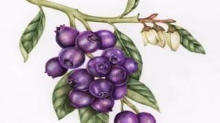 Momento Malum Today Episode 166 Southern Blueberry Genetics