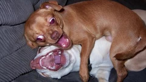 proof that dogs are secretly comedians