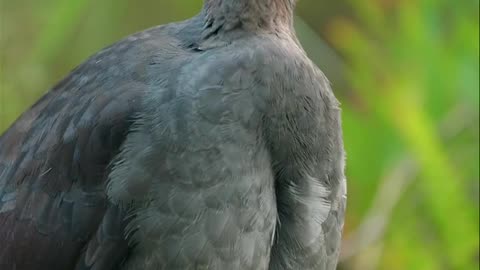Nature and Animals