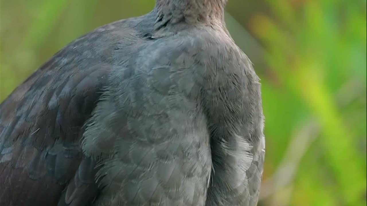 Nature and Animals