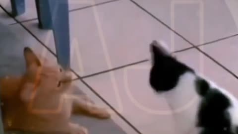 Funny video