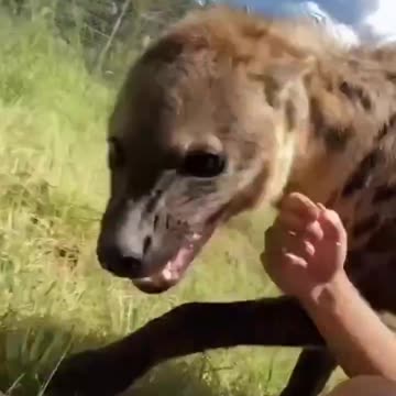 Is there such a thing as an affectionate hyena