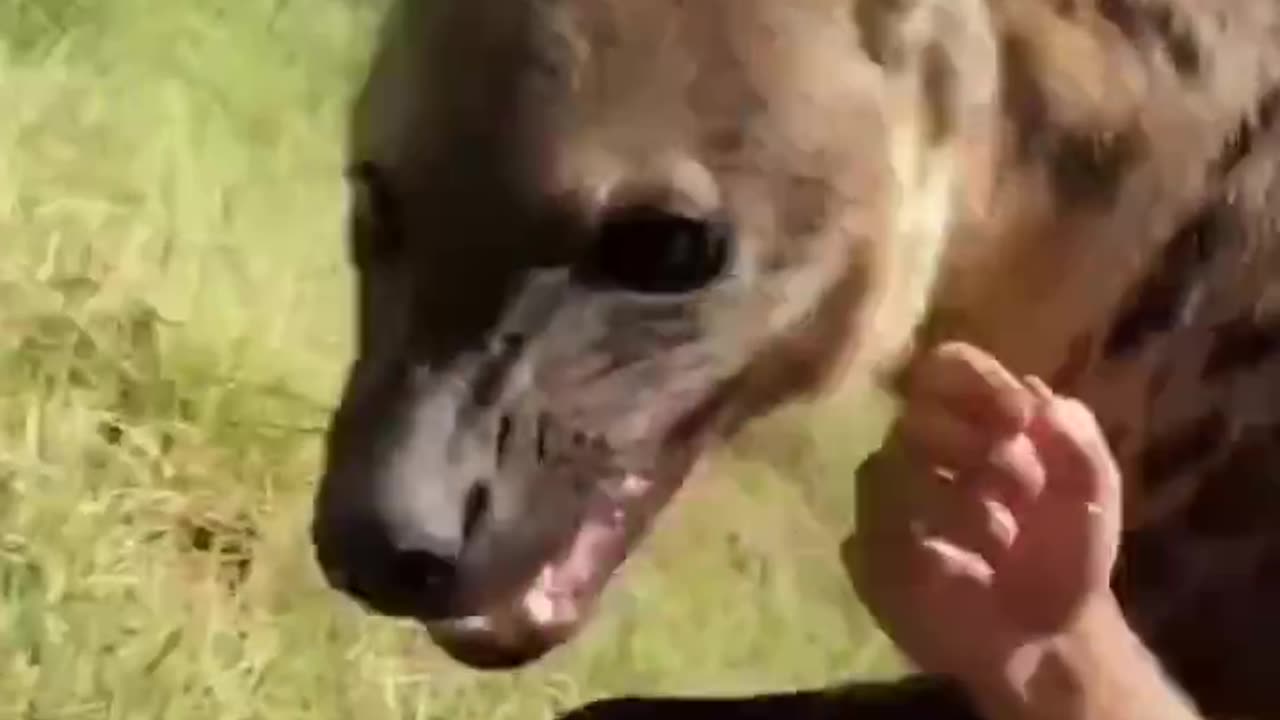 Is there such a thing as an affectionate hyena