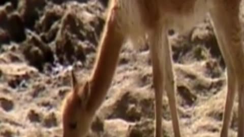 vicuña