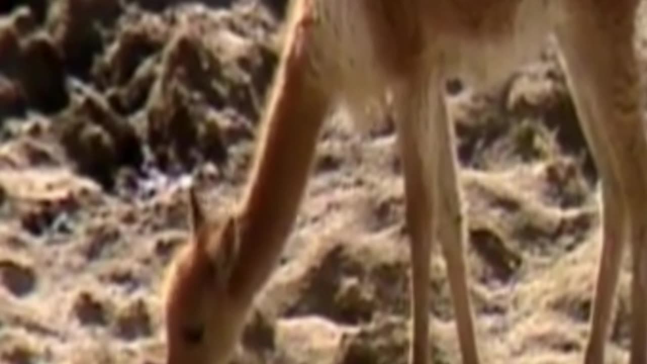 vicuña