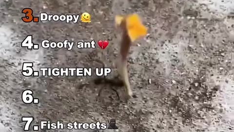 Funny animals