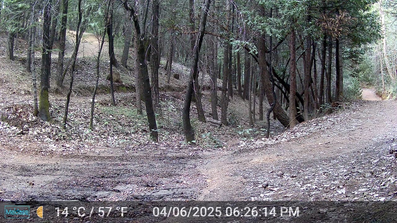 Bobcat