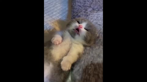 hilarious pet compilation