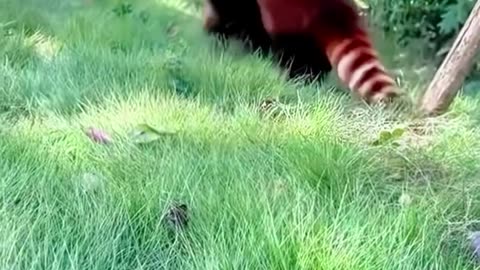 If you are watching this video, know that God has made you the guardian angel of a hungry cat💝